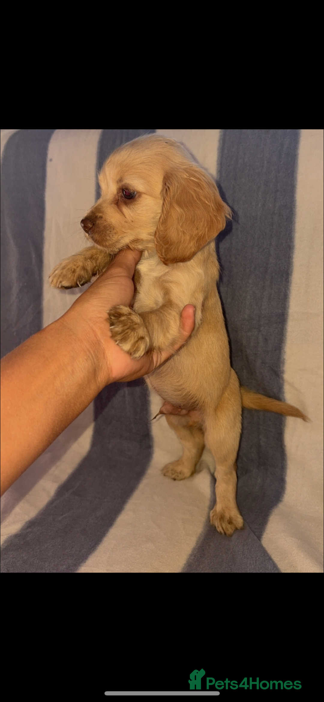 Cocker Spaniel dogs for sale: Ready to leave  - Image 4