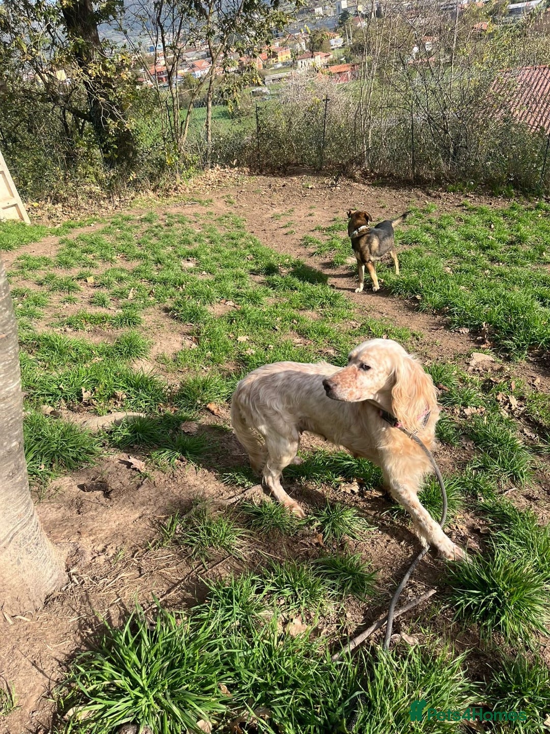 English Setter dogs for adoption: Lisa  - Advert 4