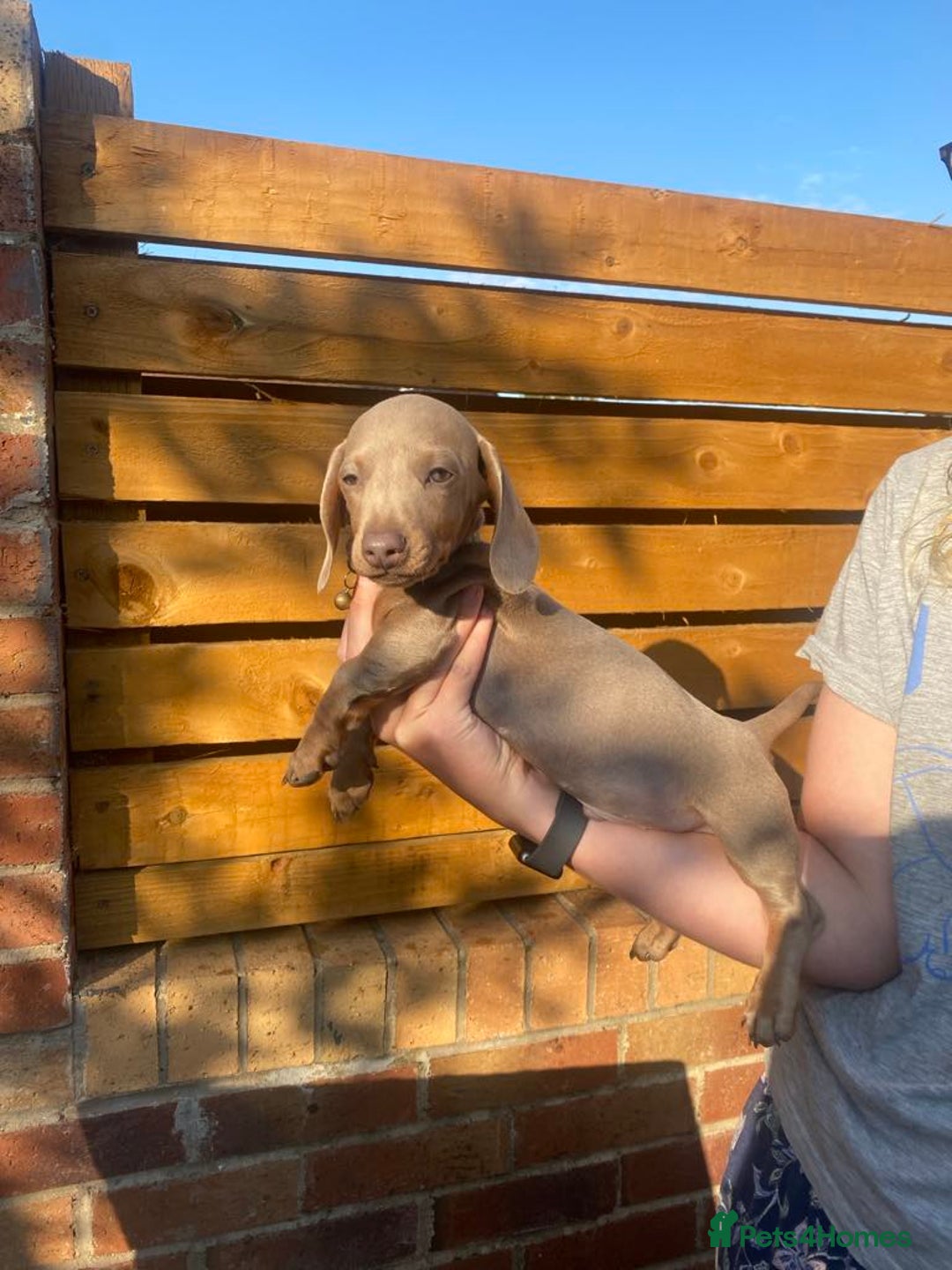 Dachshund dogs for sale: Beautiful Dachshund Puppies REDUCED  - Image 18