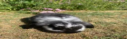 French Lop rabbits for sale: Beautiful French lops for sale Mixed gender - Advert 12