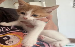 British Shorthair cats for sale: LAST KITTEN REMAINING READY TO GO!  - Image 1