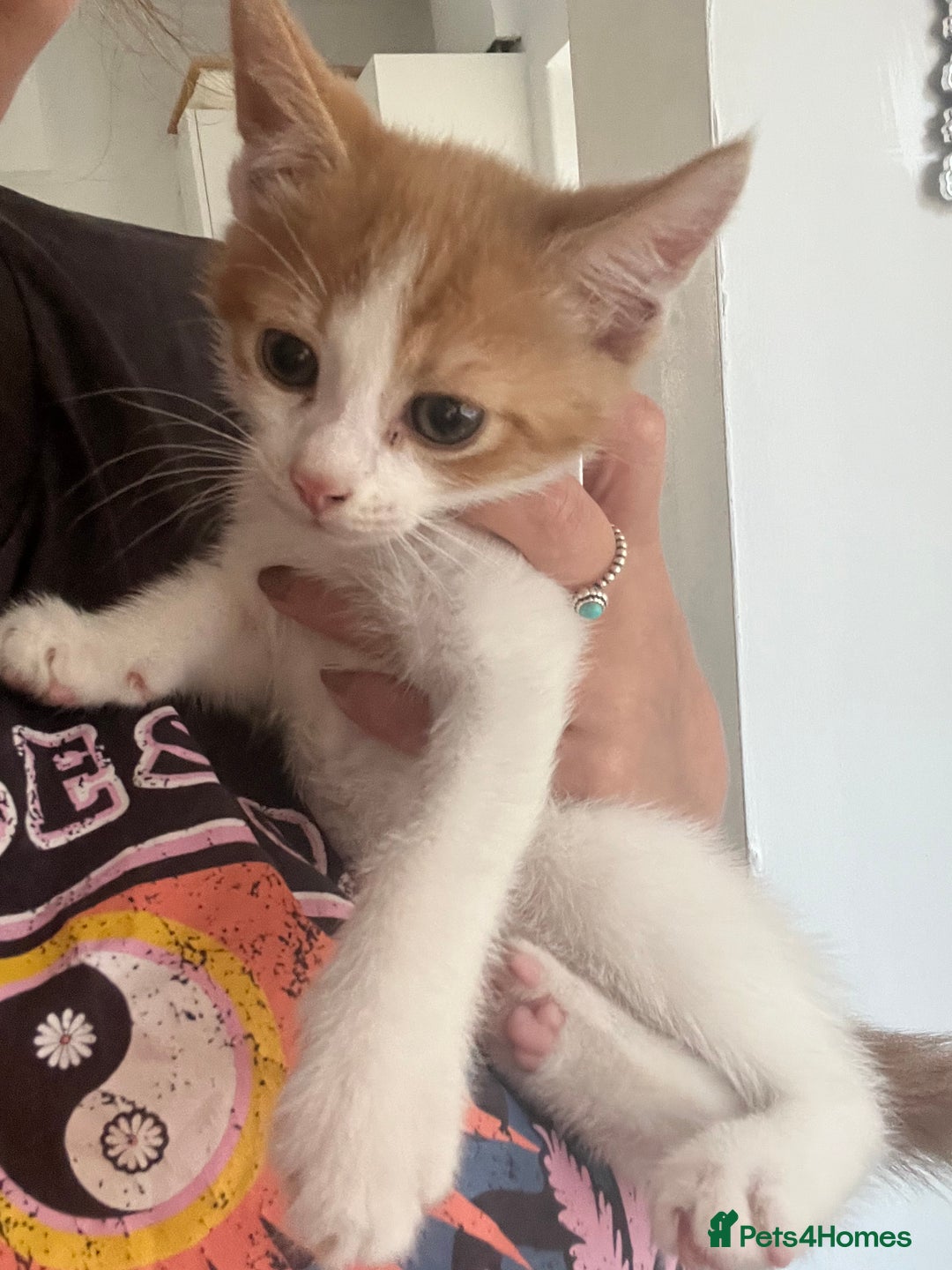 British Shorthair cats for sale: LAST KITTEN REMAINING READY TO GO!  - Image 1