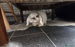 Mini Lop rabbits for sale: Pure bred Mini hop - Image 3