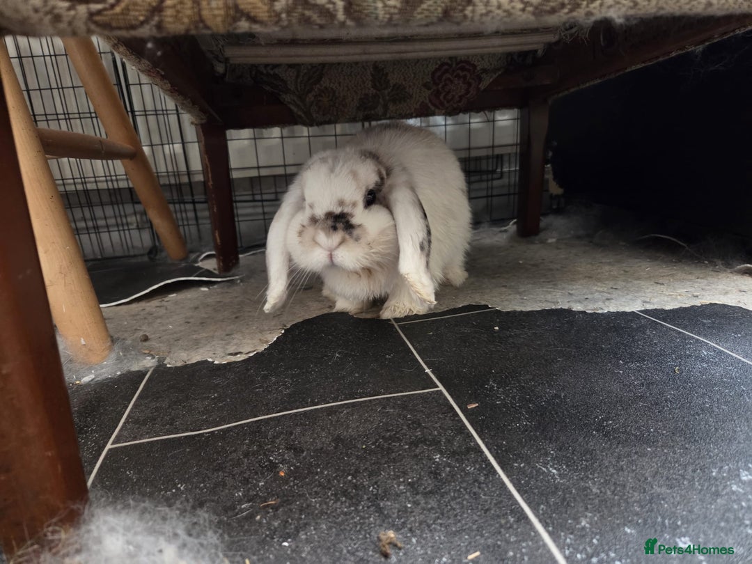 Mini Lop rabbits for sale: Pure bred Mini hop - Image 3
