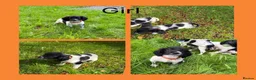 English Springer Spaniel dogs for sale: KC Registered English Springer Spaniel Puppies  - Advert 8