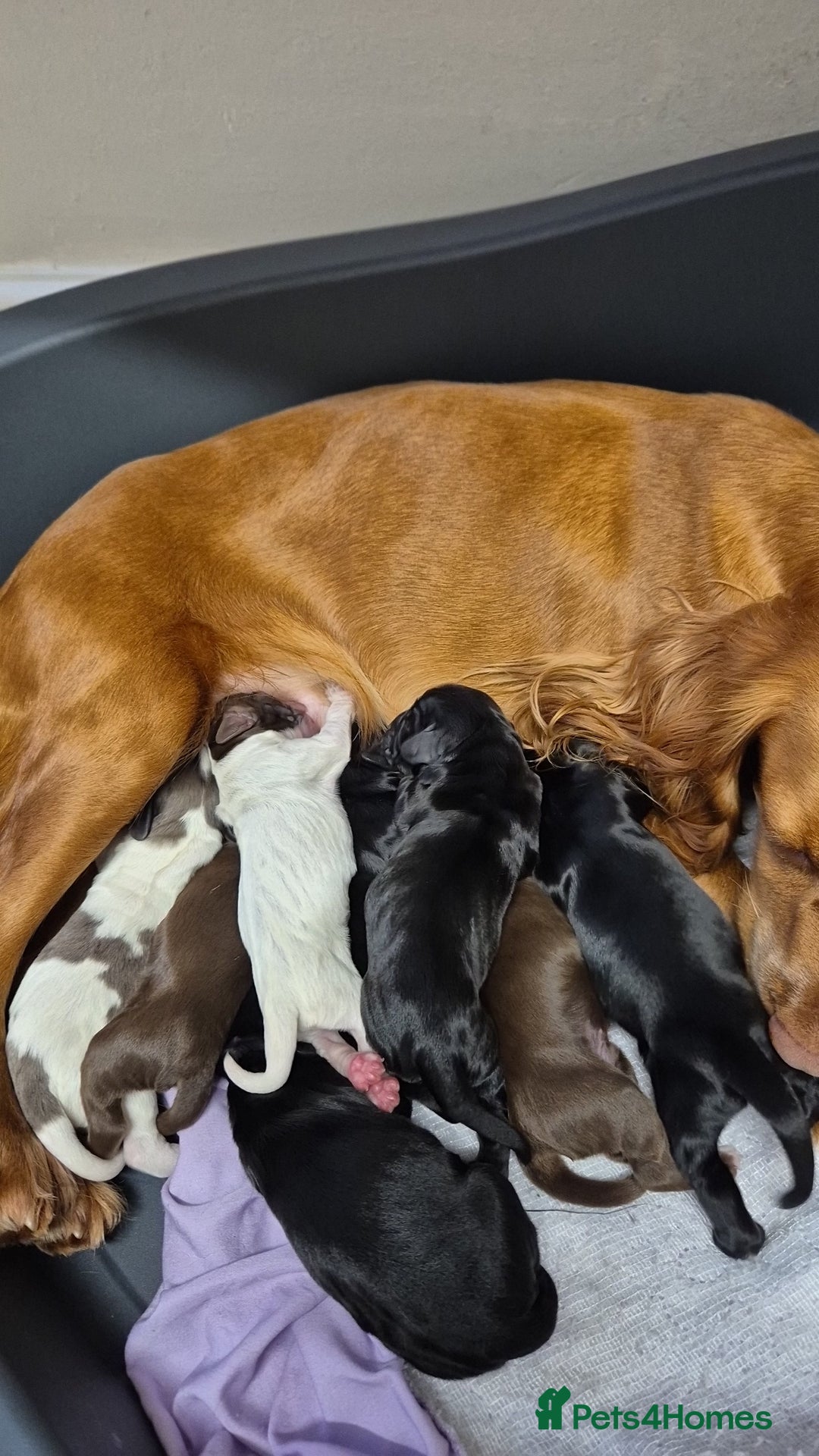 Cocker Spaniel dogs for sale: Stunning cocker spaniel pups - Advert 1