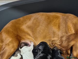 Cocker Spaniel dogs Stunning cocker spaniel pups - Advert 3