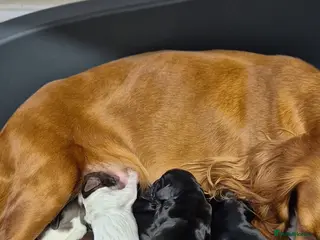 Cocker Spaniel dogs Working cocker spaniel pups - Advert 17