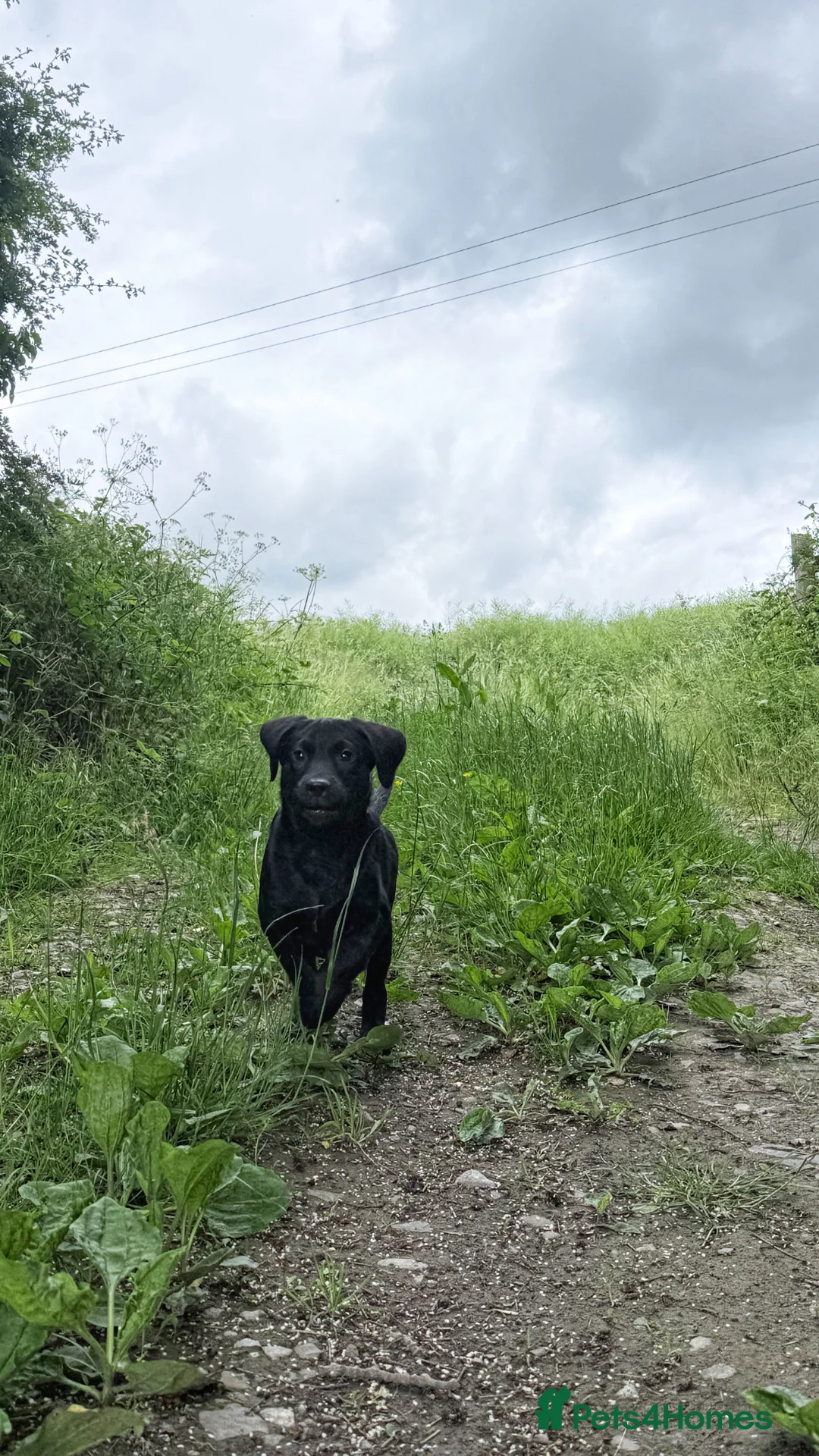 Labrador Retriever dogs for sale: Exceptional KC Reg Labrador Puppies For Sale! - Advert 1