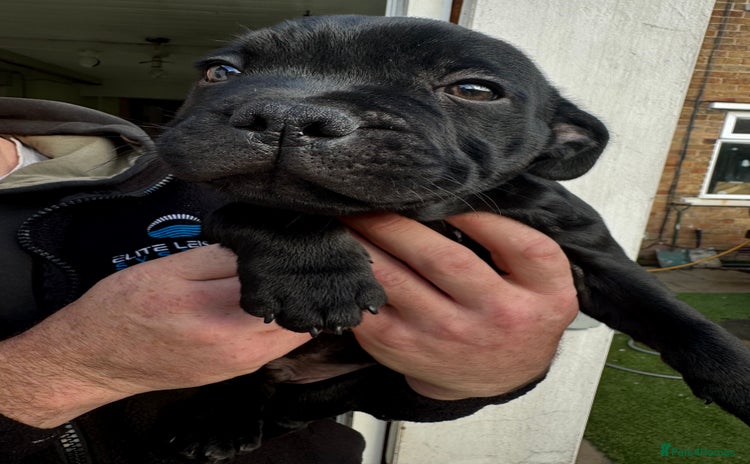 Staffordshire Bull Terrier dogs - Advert 4