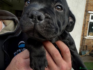 Staffordshire Bull Terrier dogs - Advert 12