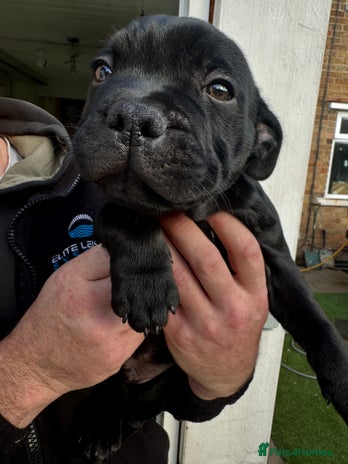 Staffordshire Bull Terrier dogs - Advert 4