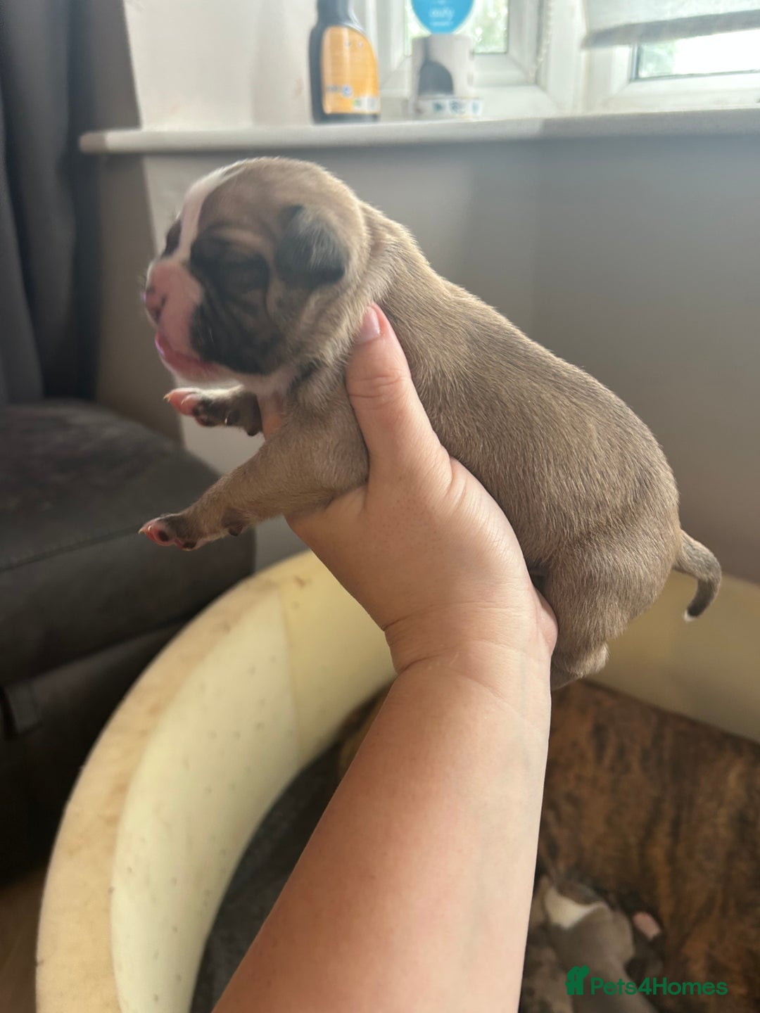 Old Tyme Bulldog dogs for sale: Beautiful old tyme bulldogs  - Image 2