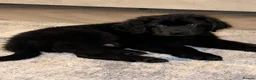Newfoundland dogs for sale: 9 weeks old Newfoundland puppy  - Advert 3