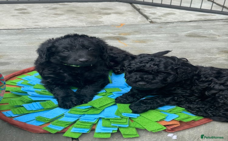 Labradoodle dogs - Advert 1