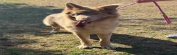 German Shepherd dogs for sale: German shepherd adult male  - Advert 3