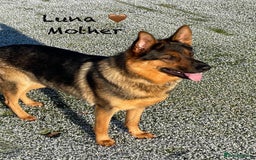 German Shepherd dogs for sale: K.C German Shepherd Puppies  - Image 12
