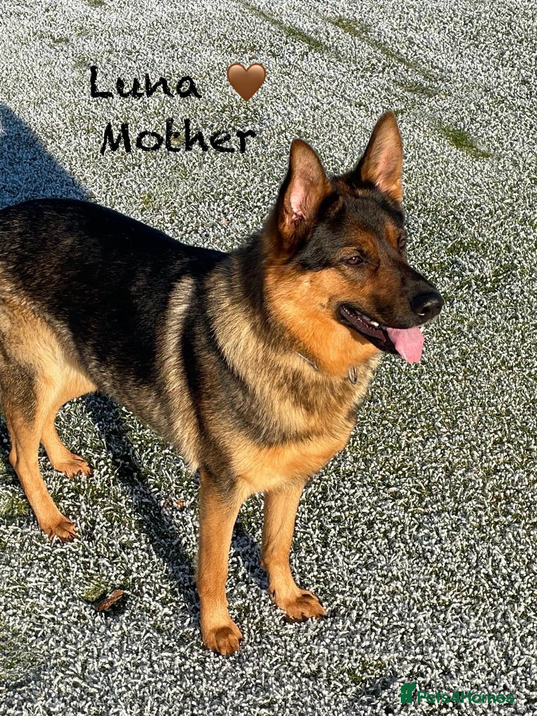 German Shepherd dogs for sale: K.C German Shepherd Puppies  - Image 12