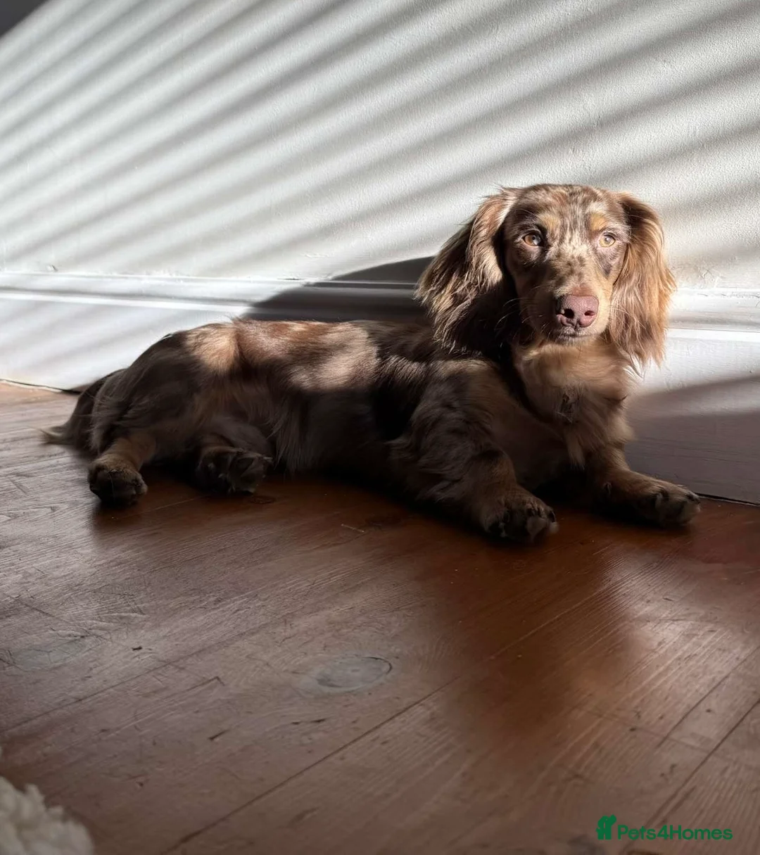 Miniature Dachshund dogs for stud: Chocolate and tan dapple miniature long hair dach in Derby - Advert 3