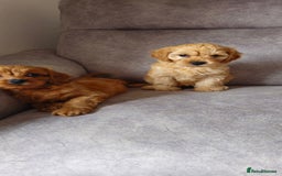 Cavapoo dogs for sale: Delightful Cavapoo puppies - Image 8