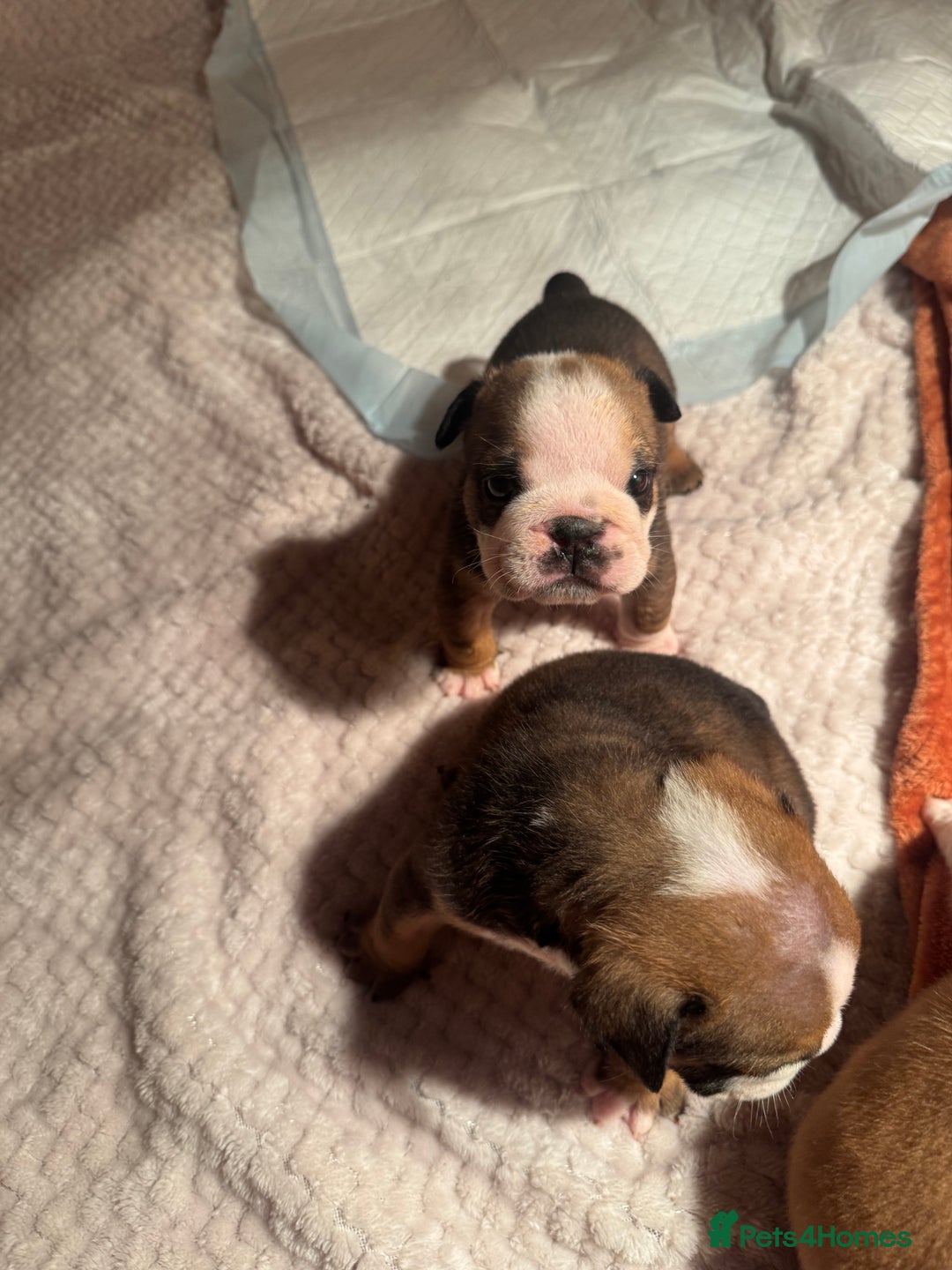 English Bulldog dogs for sale: Red and White English Bulldogs  - Advert 14