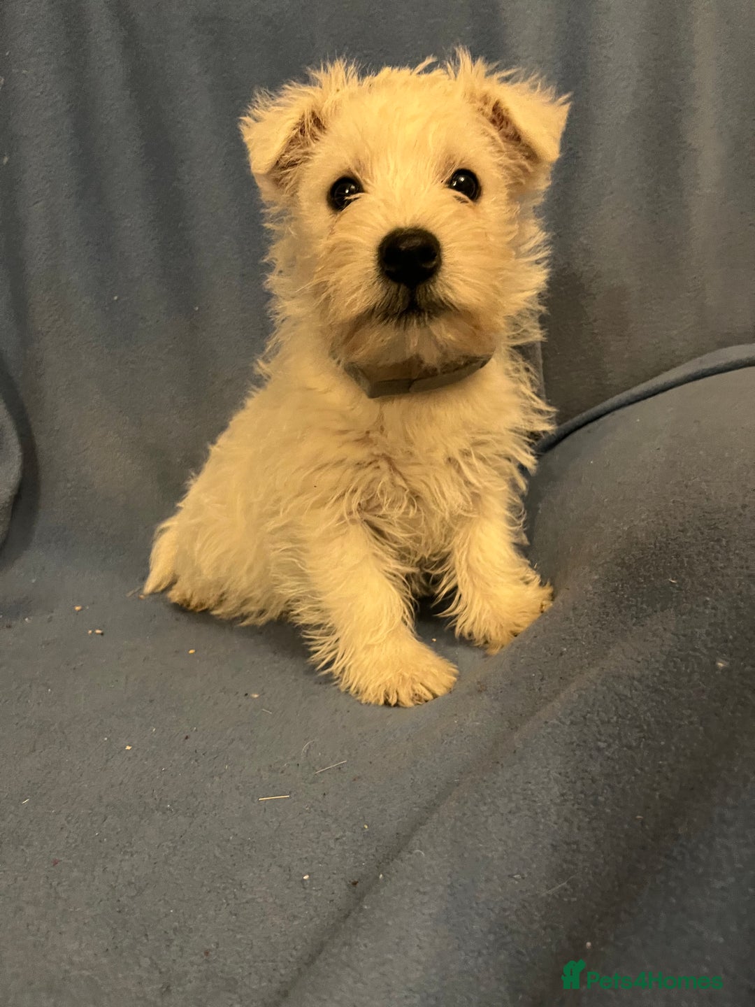 West Highland Terrier dogs for sale: Lovely litter of Westie Puppies - Advert 7