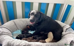 Labrador Retriever dogs for sale: KC labrador pups from fully health tested parents - Image 1