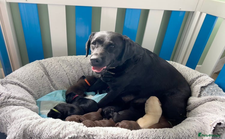 Labrador Retriever dogs - Advert 10