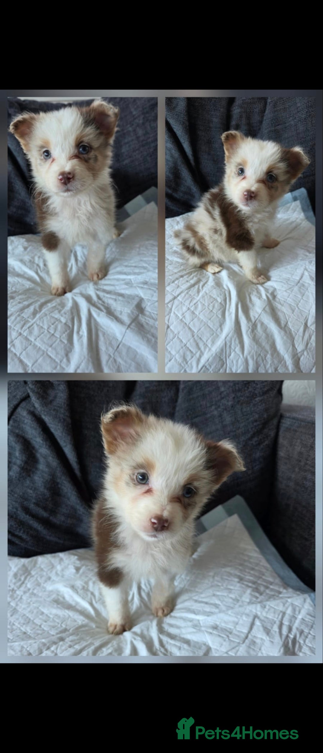 Australian Shepherd dogs Champion kc registerd pups - Advert 2