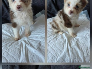 Australian Shepherd dogs Champion kc registerd pups - Advert 1