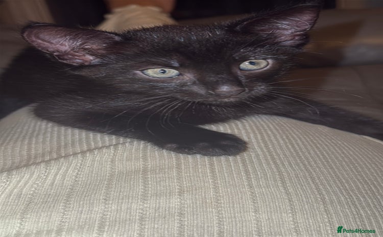 Mixed Breed cats - Advert 2