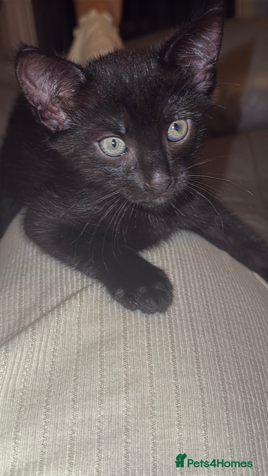 Mixed Breed cats for sale: Little boy kitten  - Image 1