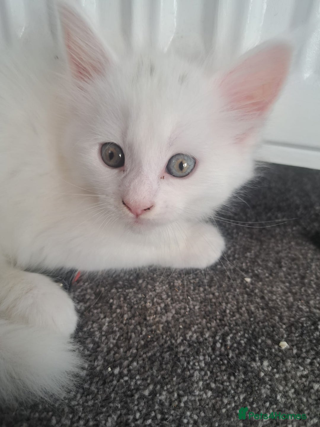 Maine Coon cats for sale: Pure Maine coons fully vaccinated and chipped  - Image 25