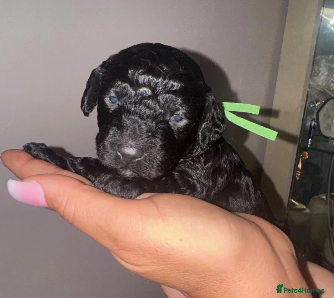 Cockapoo dogs for sale: Cockapoos  - Advert 16