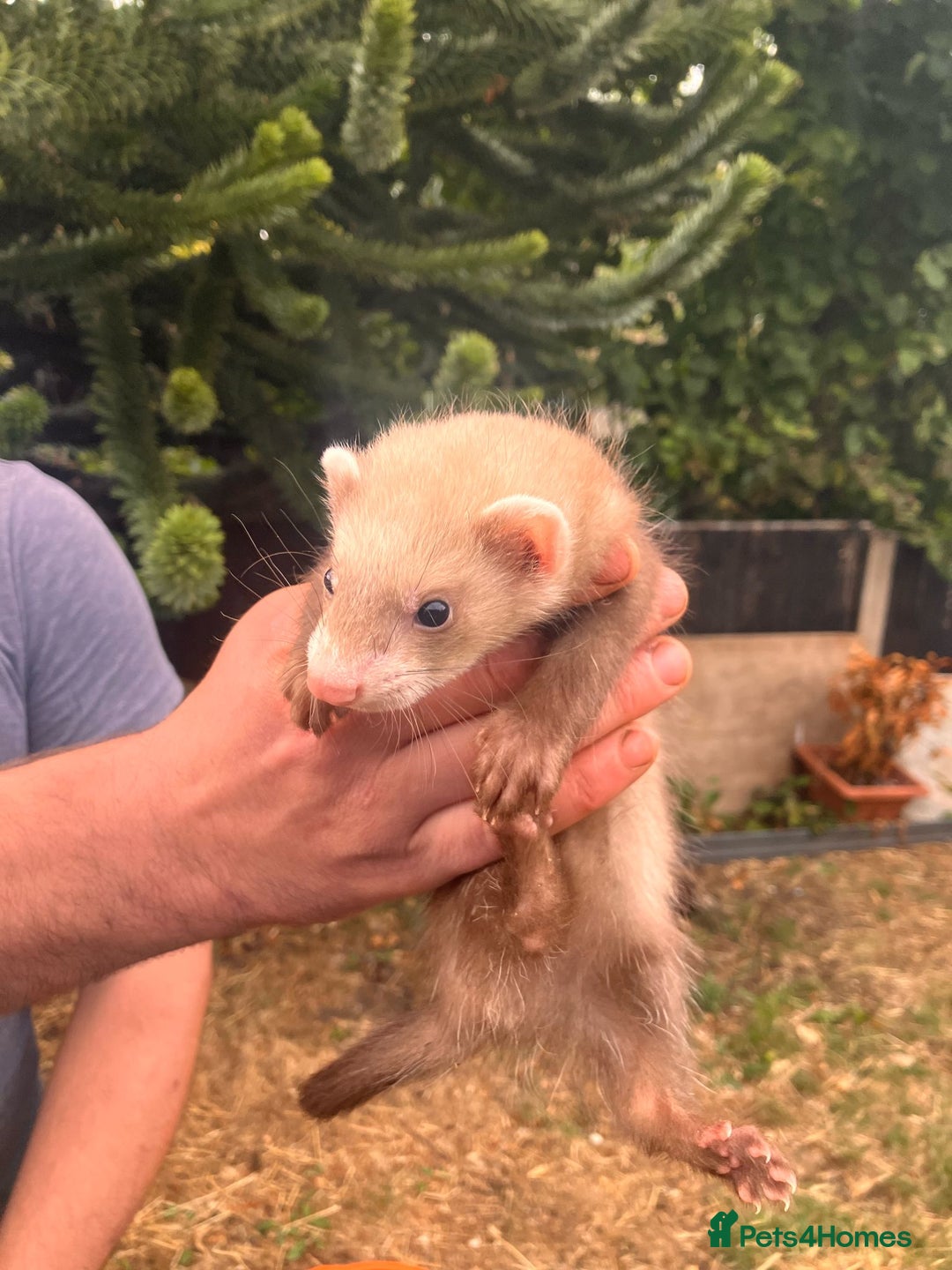 Ferret rodents for sale: 5 working stock ferret kits ready to go - Image 1