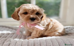 Cavapoo dogs for sale: F1b health tested cavapoo - Image 7