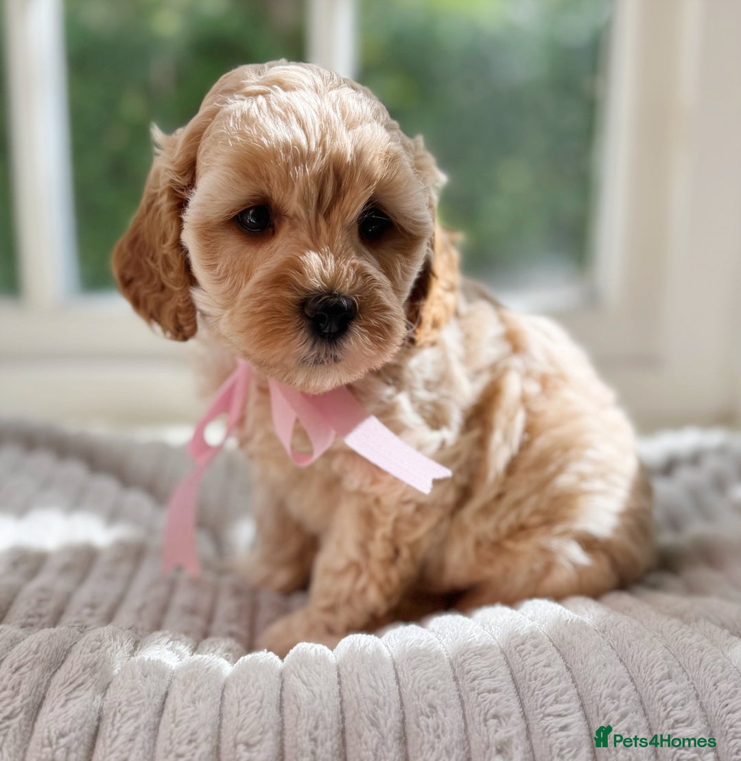 Cavapoo dogs for sale: F1b health tested cavapoo - Image 7