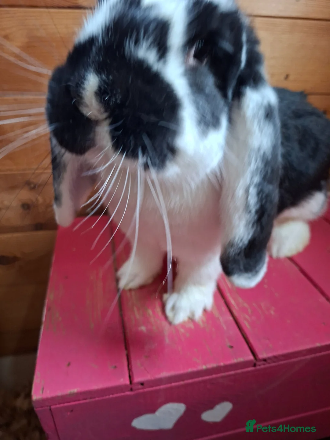 French Lop rabbits for sale: Beautiful fully vaccinated Doe - Advert 1