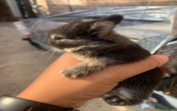 Netherland Dwarf rabbits for sale: Gorgeous Netherland Dwarf Rabbits 6 left 🐰 - Image 14