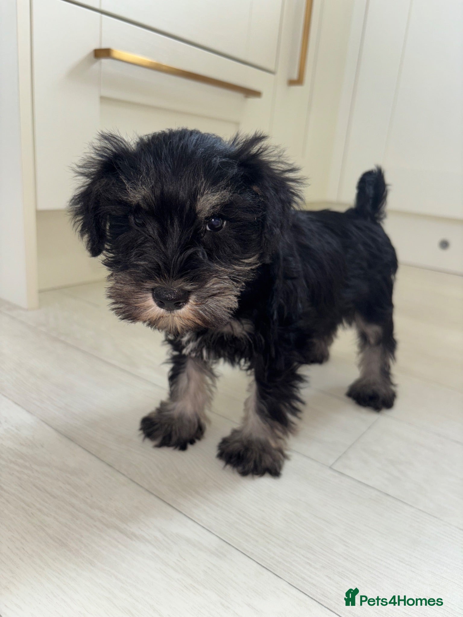 Miniature Schnauzer dogs 💕Adorable miniature schnauzer puppies💕 - Advert 2