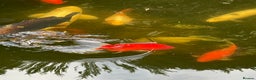 Koi Carp fish for sale: Koi Carp for Sale (rehoming due to baby and dog)  - Advert 15