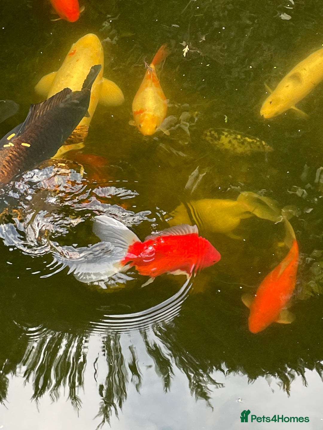 Koi Carp fish for sale: Koi Carp for Sale (rehoming due to baby and dog)  - Advert 15