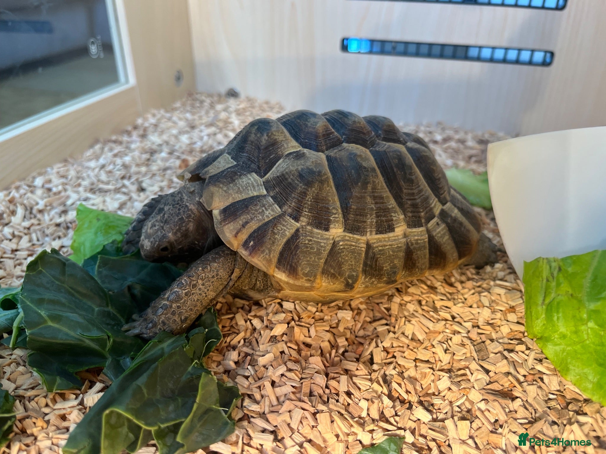 Tortoise reptiles Greek spur female tortoise with full set up  - Advert 9