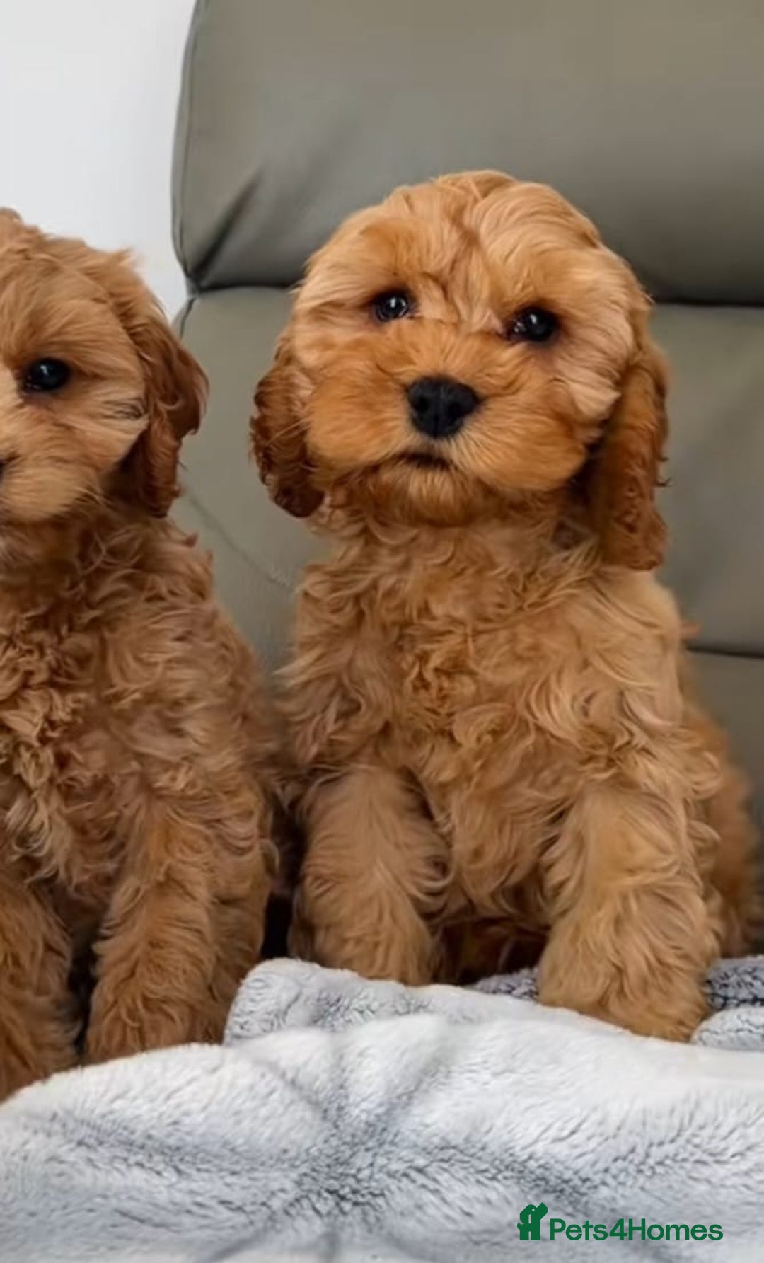 Cavapoo dogs for sale: Cavapoo puppies  - Advert 1