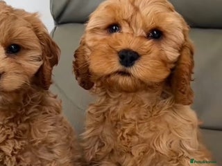 Cavapoo dogs Cavapoo puppies - Advert 1
