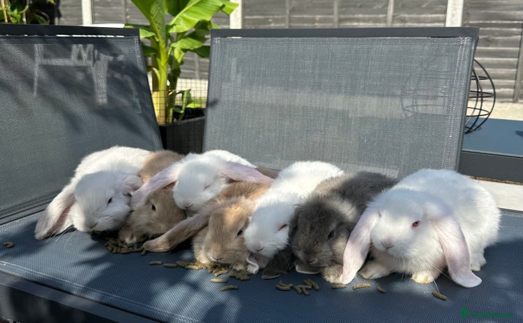 French Lop rabbits - Advert 1