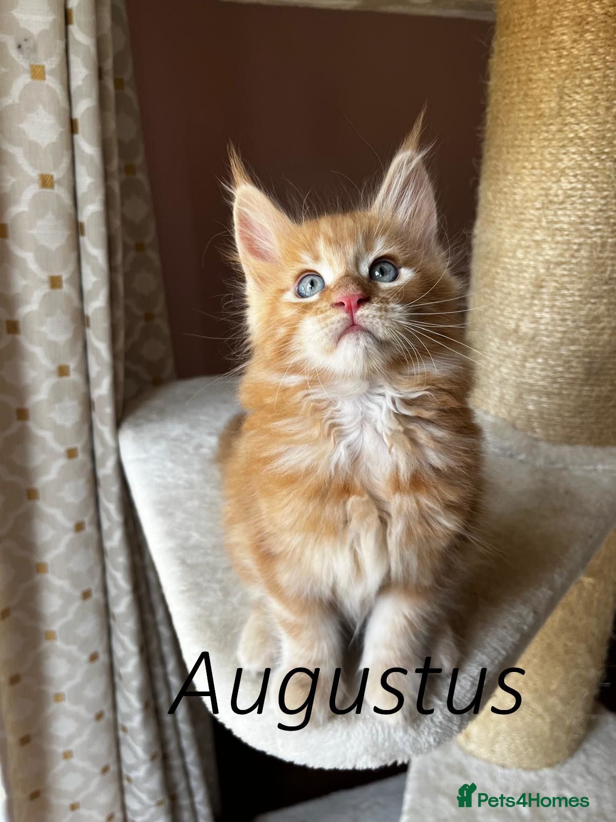 Maine Coon cats 👑 Gorgeous Tica Registered Red Maine Coon kittens - Advert 6