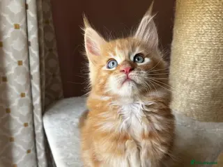 Maine Coon cats 👑 Gorgeous Tica Registered Red Maine Coon kittens - Advert 6