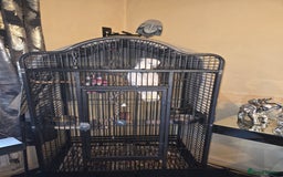 Cockatoo birds for sale: Female umbrella cockatoo  - Image 4