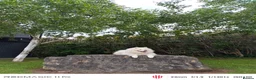 Samoyed dogs for stud: KC Registered Samoyed Male Available for Stud - Advert 6